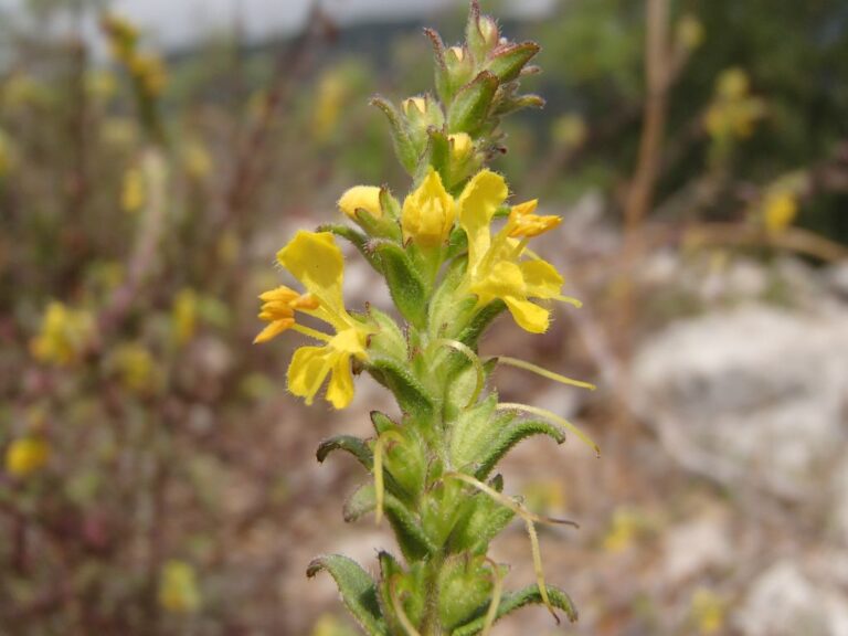 Odontites hispidulus (Boiss.) Bolliger photo 10