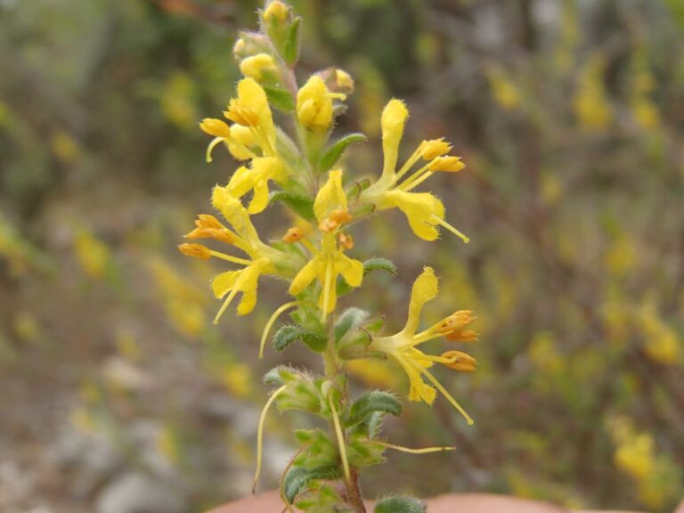 Odontites hispidulus (Boiss.) Bolliger photo 8