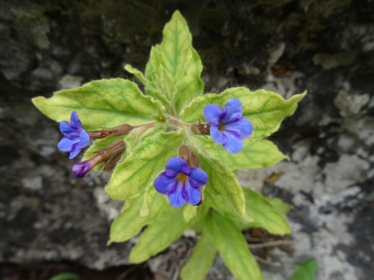 Alkanna prasinophylla Rech. f. photo 3