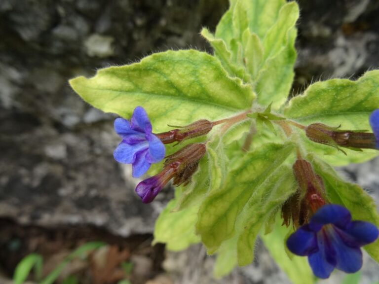 Alkanna prasinophylla Rech. f. photo 1