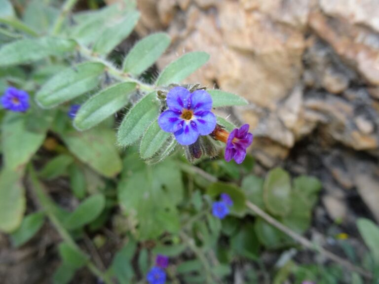 Alkanna leiocarpa Rech. f. photo 5