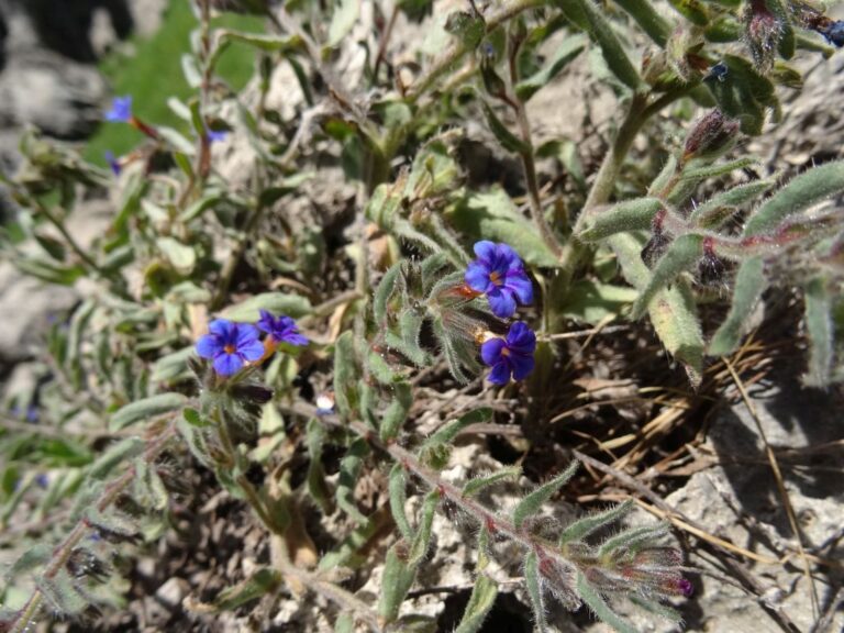 Alkanna leiocarpa Rech. f. photo 2