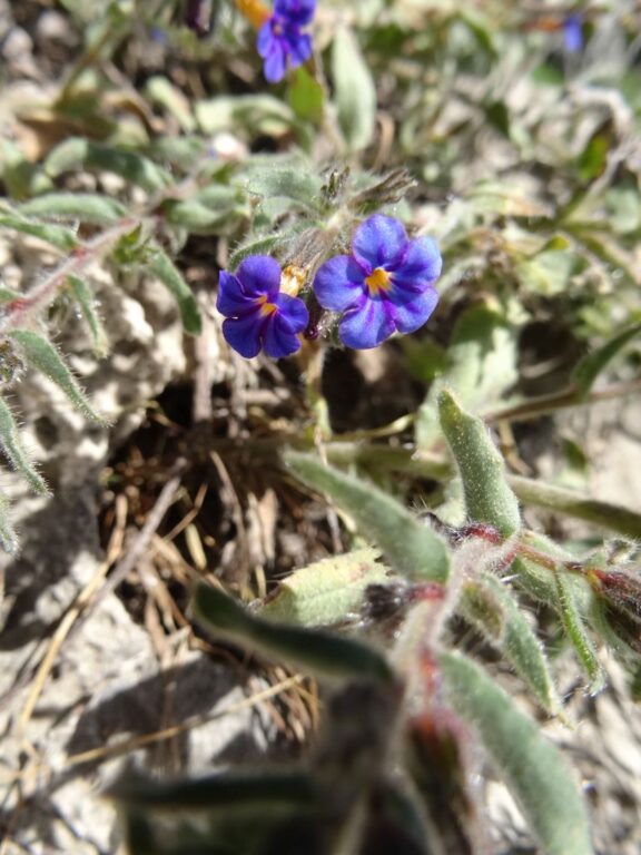 Alkanna leiocarpa Rech. f. photo 1
