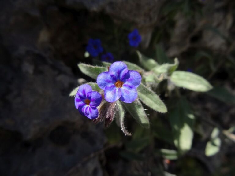 Alkanna leiocarpa Rech. f. photo 0