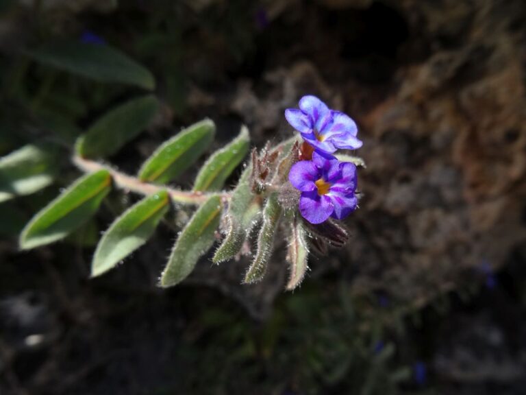 Alkanna leiocarpa Rech. f. photo 3