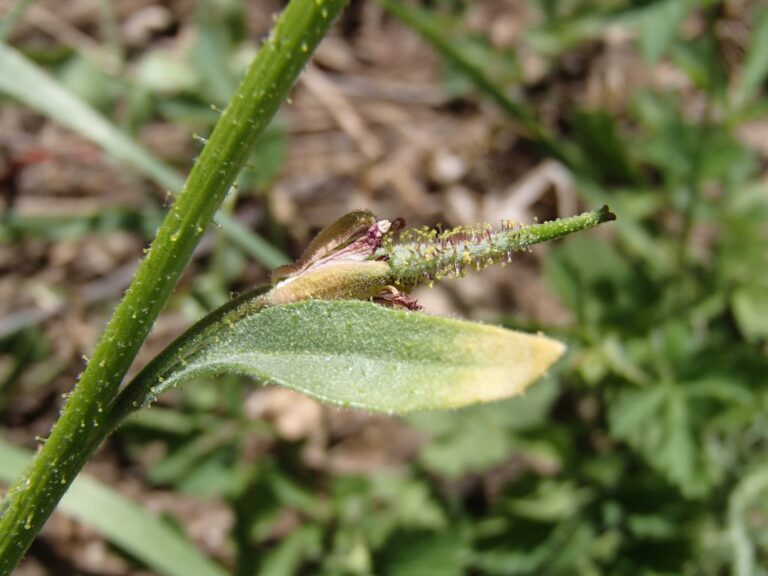 Sterigmostemum billardierei (DC.) D.A.German photo 3