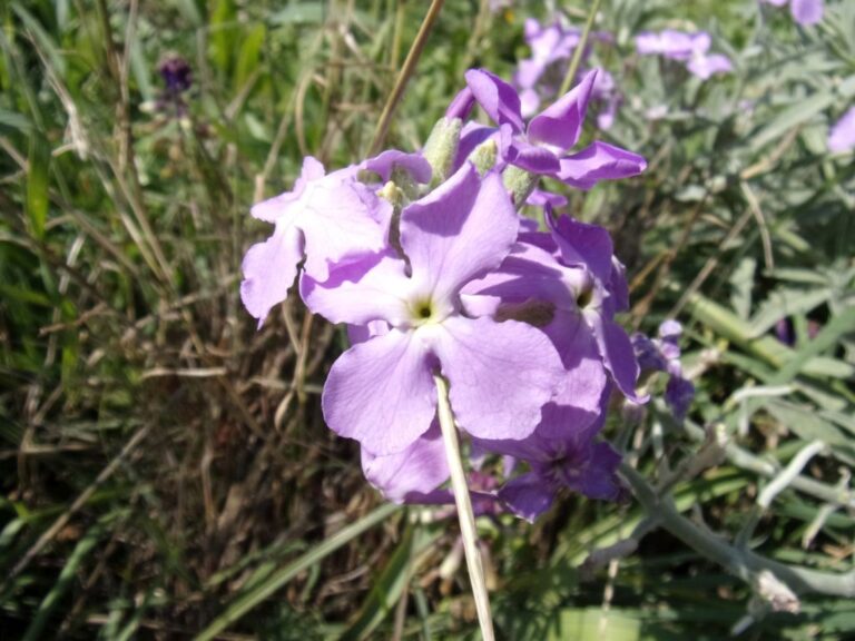 Matthiola crassifolia Boiss. & Gaill. photo 7