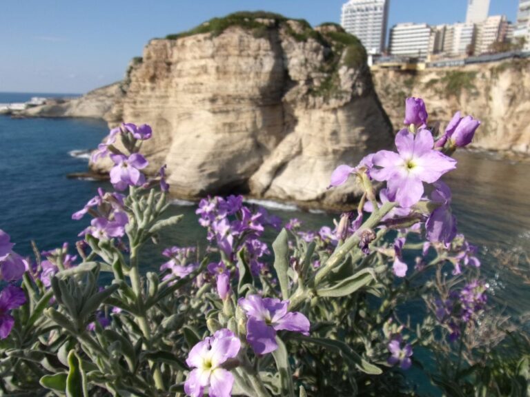 Matthiola crassifolia Boiss. & Gaill. photo 6