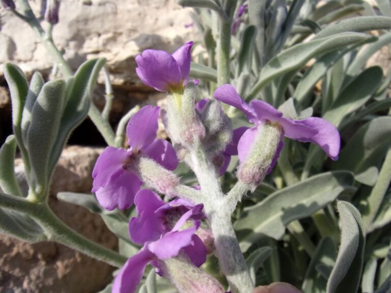 Matthiola crassifolia Boiss. & Gaill. photo 5