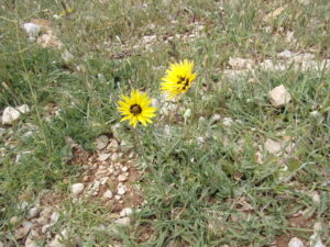 Scorzonera libanotica Boiss. photo 7