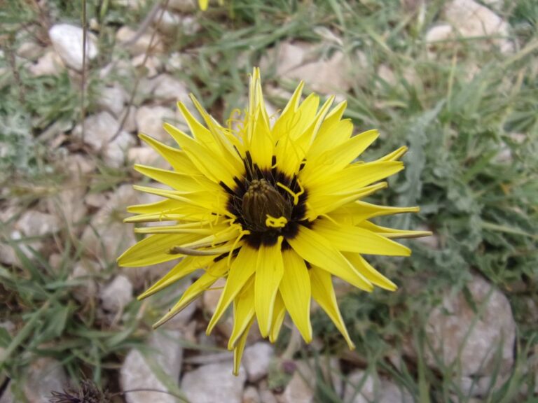 Scorzonera libanotica Boiss. photo 6