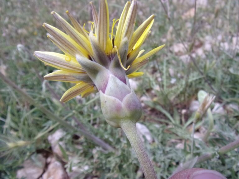 Scorzonera libanotica Boiss. photo 5