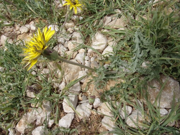 Scorzonera libanotica Boiss. photo 4