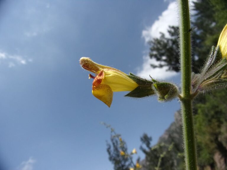 Salvia peyronii Boiss. ex Post photo 8