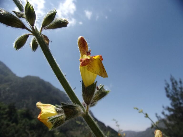 Salvia peyronii Boiss. ex Post photo 7