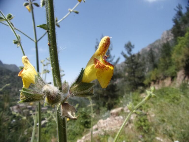 Salvia peyronii Boiss. ex Post photo 6
