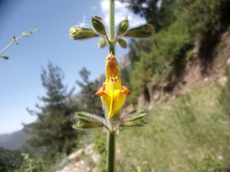 Salvia peyronii Boiss. ex Post photo 5