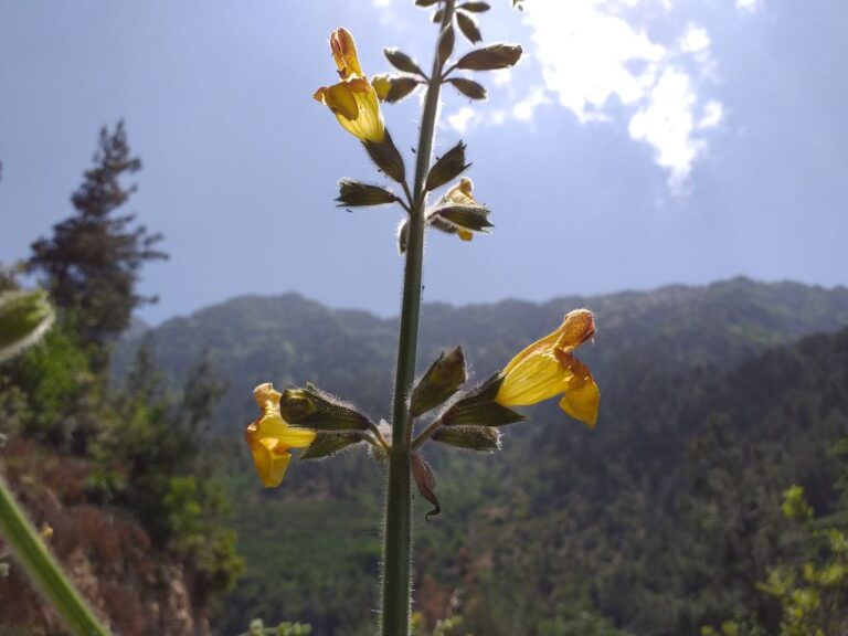 Salvia peyronii Boiss. ex Post photo 4