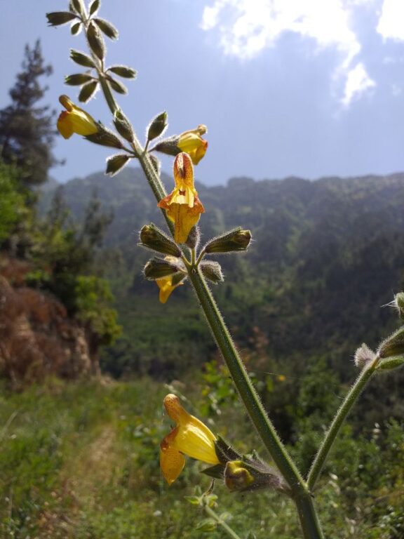 Salvia peyronii Boiss. ex Post photo 3