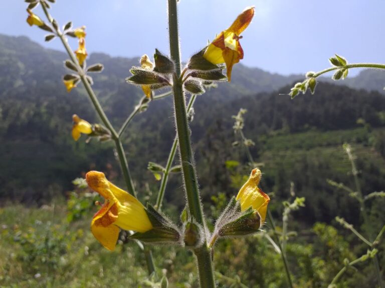 Salvia peyronii Boiss. ex Post photo 2