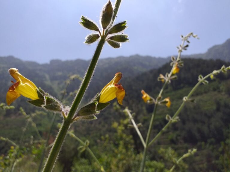 Salvia peyronii Boiss. ex Post photo 1