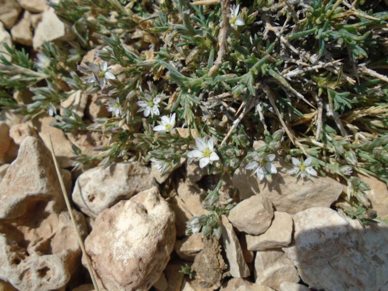 Minuartia libanotica (Boiss.) Bornm. photo 2