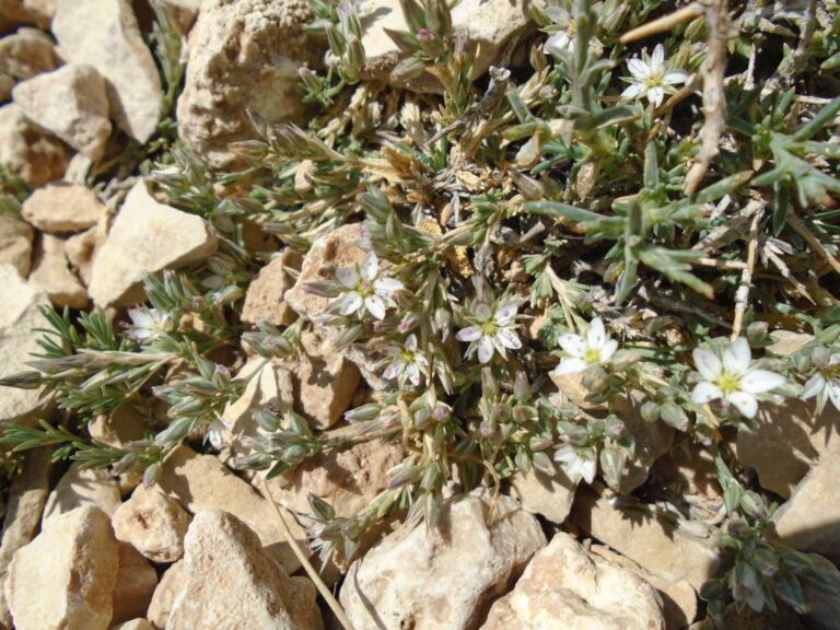 Minuartia libanotica (Boiss.) Bornm. photo 1
