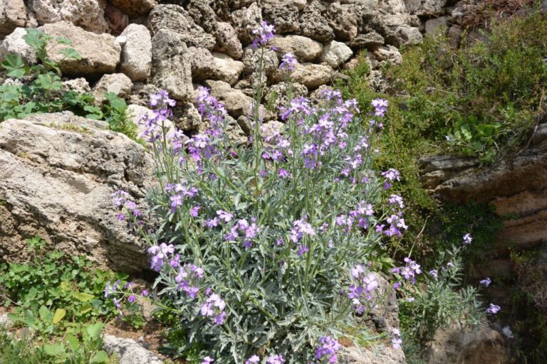 Matthiola crassifolia Boiss. & Gaill. photo 3