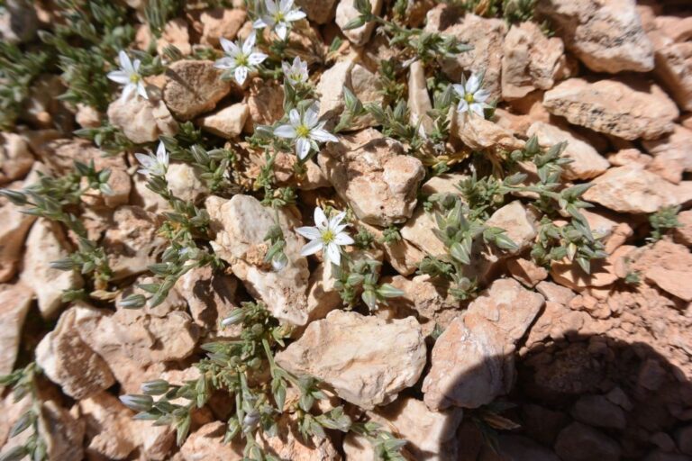 Minuartia libanotica (Boiss.) Bornm. photo 4
