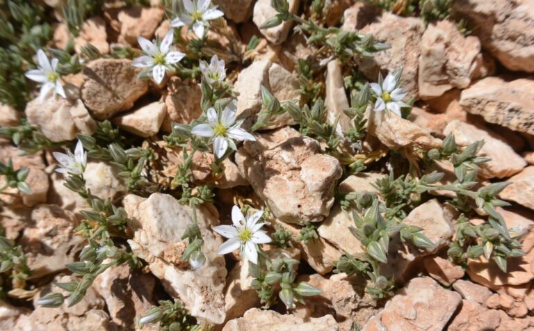 Minuartia libanotica (Boiss.) Bornm. photo 3