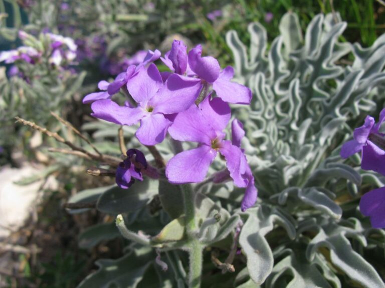 Matthiola crassifolia Boiss. & Gaill. photo 2