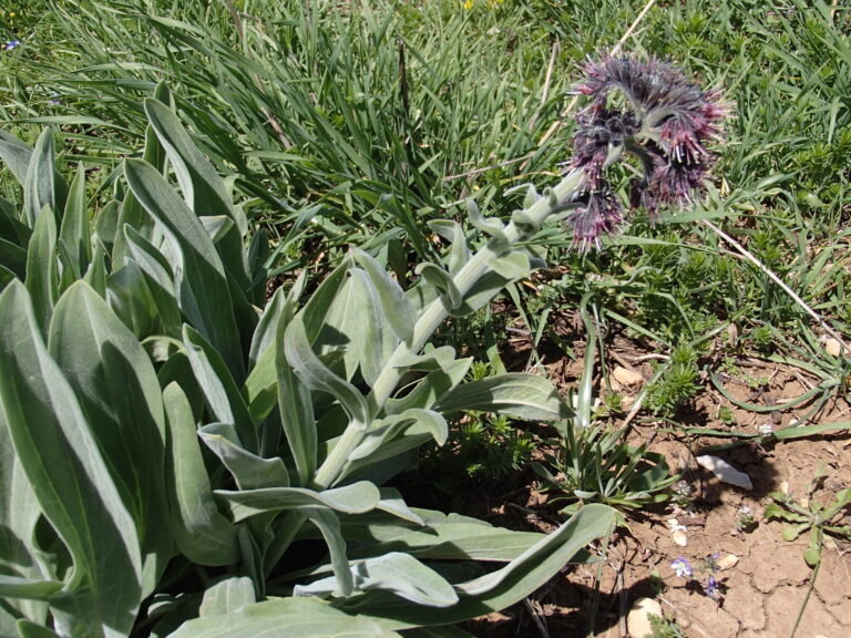 Solenanthus stamineus (Desf.) Wettst. photo 1