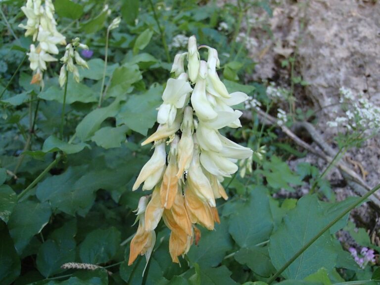 Lathyrus libanoticus photo 23