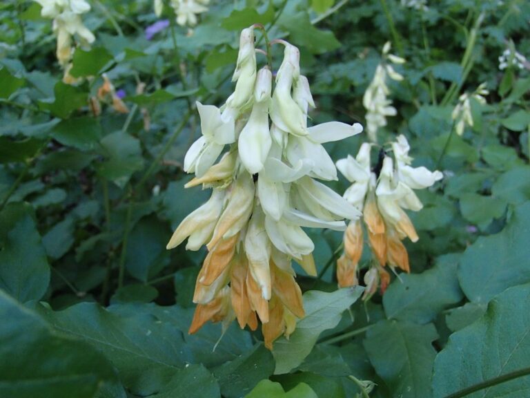 Lathyrus libanoticus photo 22
