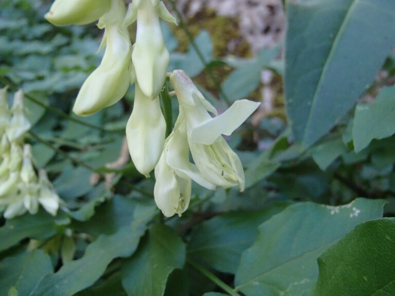 Lathyrus libanoticus photo 24