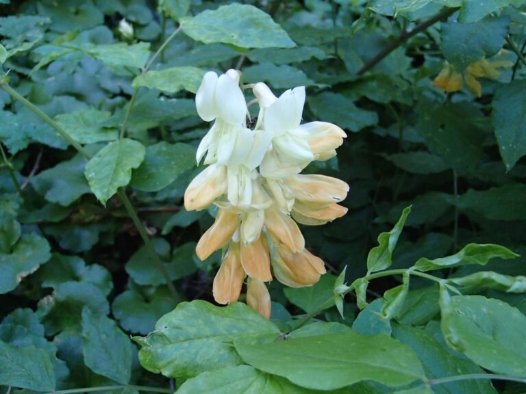 Lathyrus libanoticus photo 20