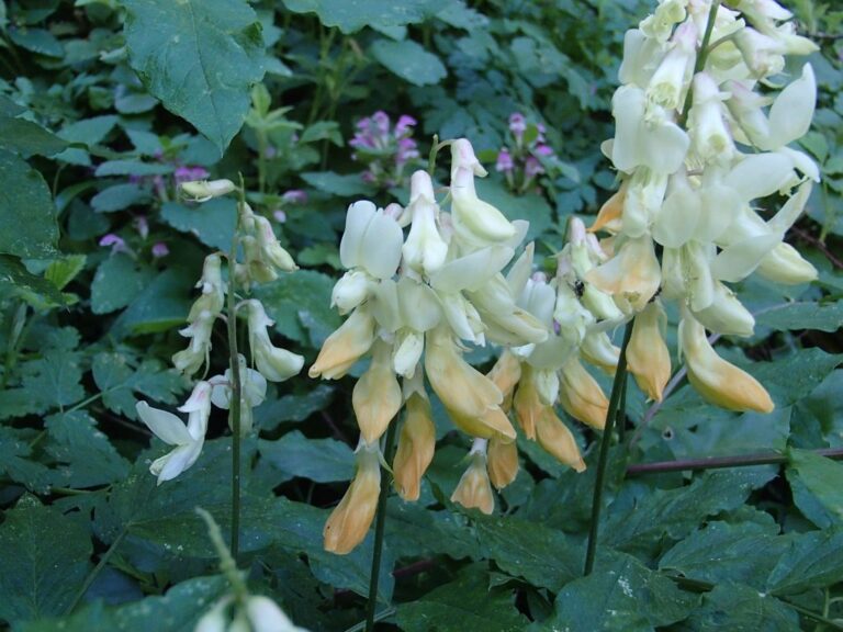 Lathyrus libanoticus photo 19