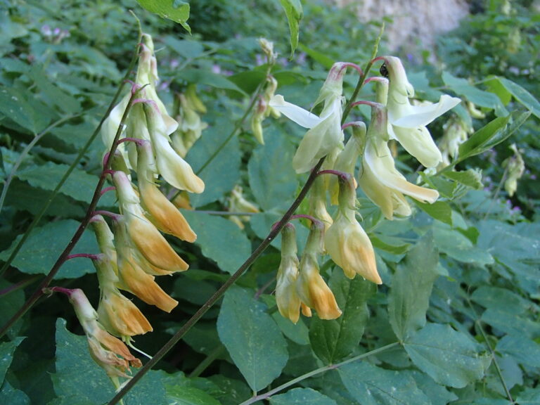 Lathyrus libanoticus photo 4