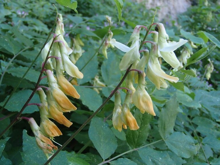 Lathyrus libanoticus photo 18
