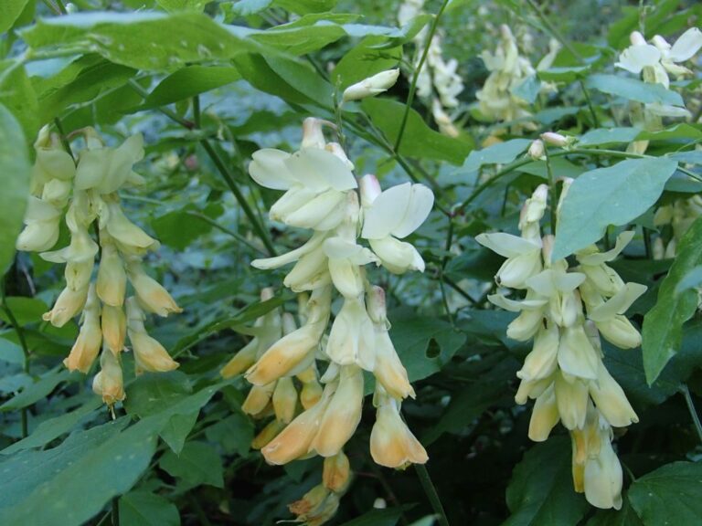 Lathyrus libanoticus photo 21