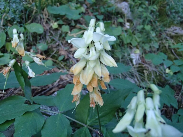 Lathyrus libanoticus photo 3