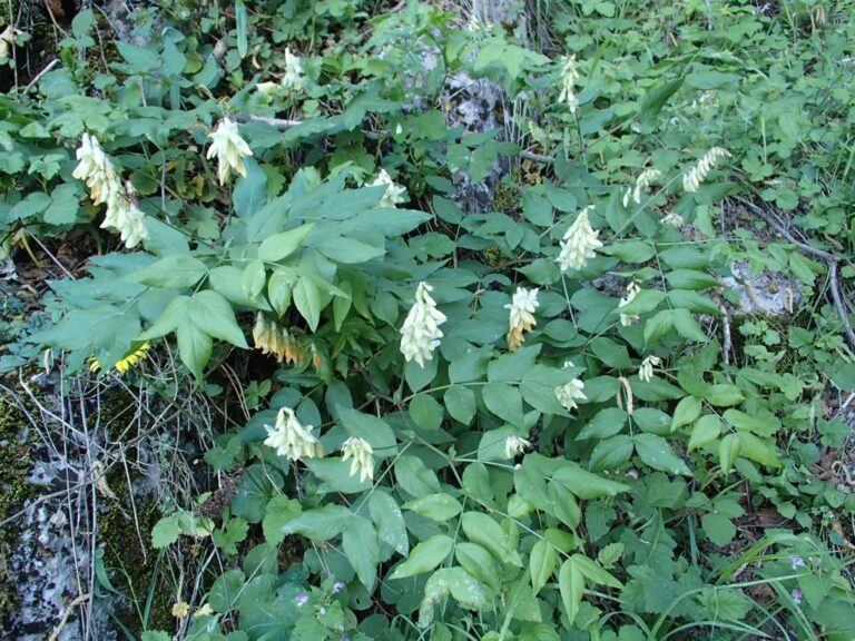 Lathyrus libanoticus photo 17