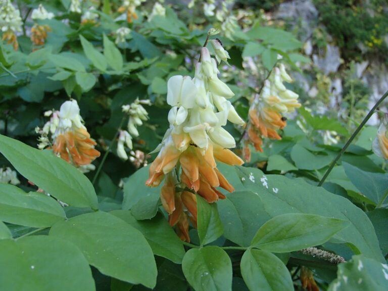Lathyrus libanoticus photo 14