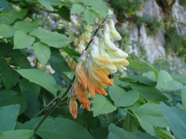Lathyrus libanoticus photo 13