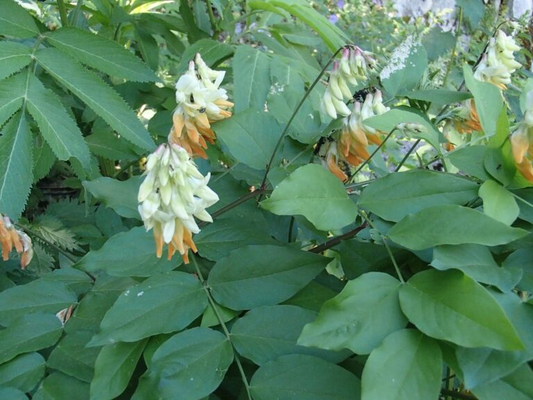 Lathyrus libanoticus photo 12
