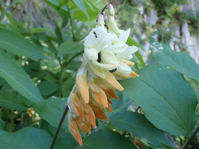 Lathyrus libanoticus photo 11