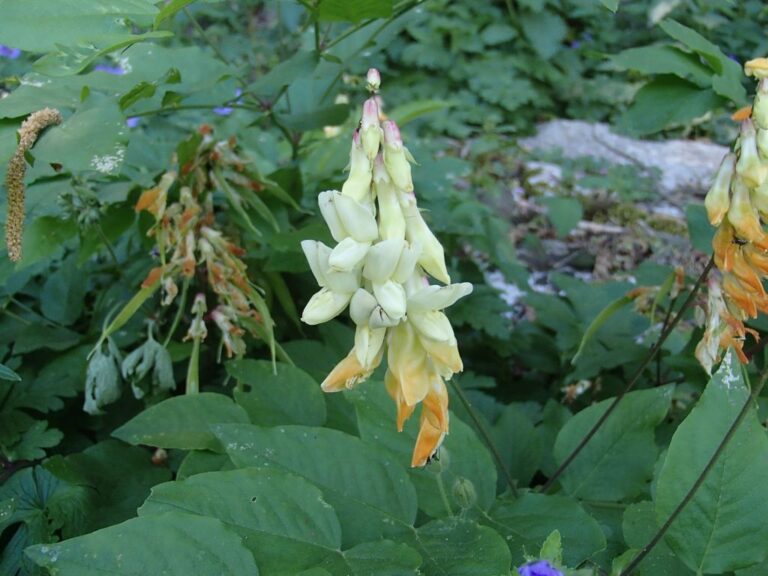 Lathyrus libanoticus photo 16