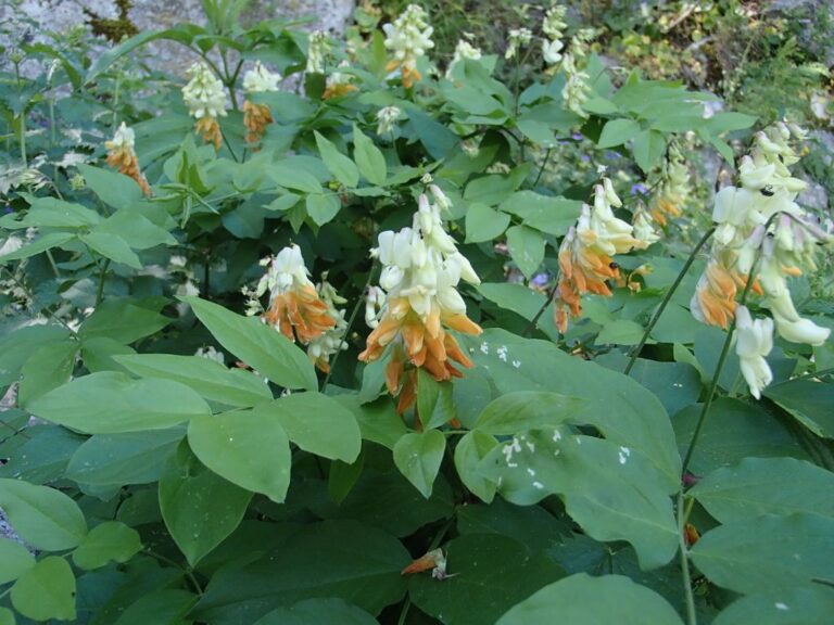 Lathyrus libanoticus photo 15