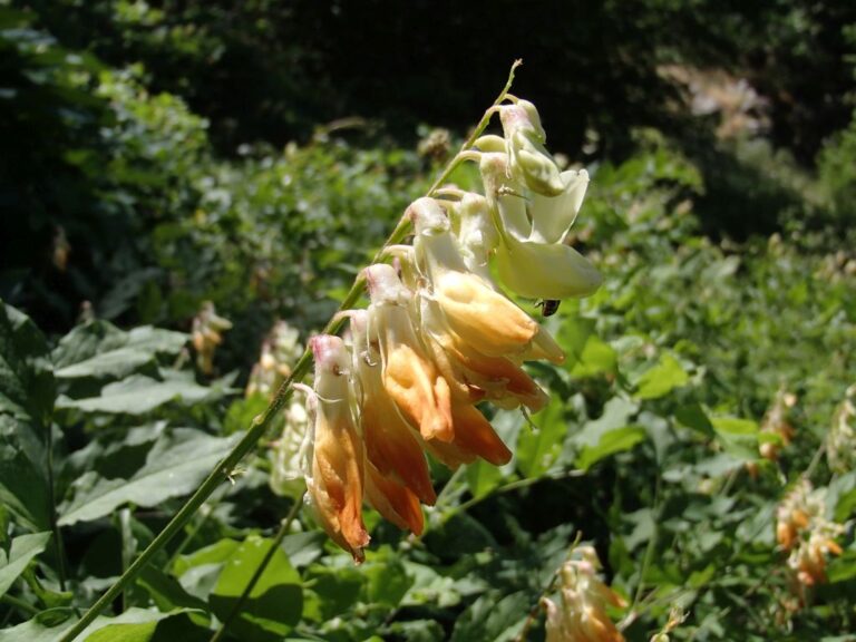 Lathyrus libanoticus photo 7