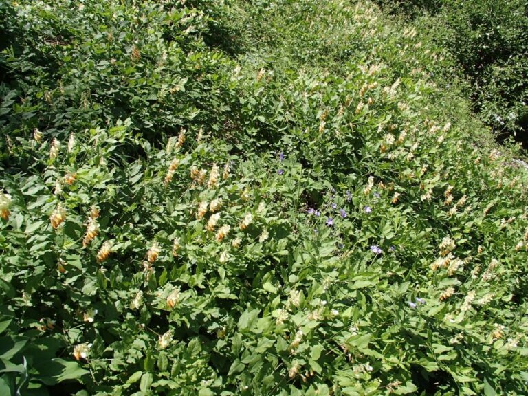 Lathyrus libanoticus photo 10
